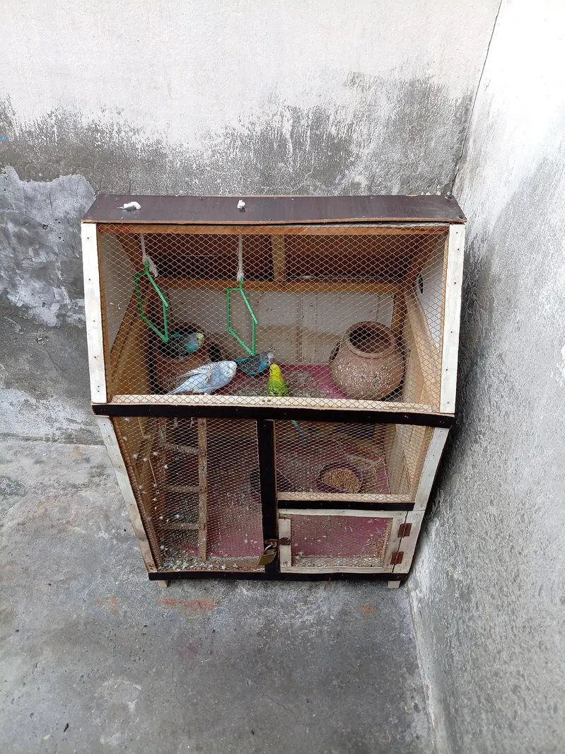 Cage wooden with 4 Australian parrot  — photo 3