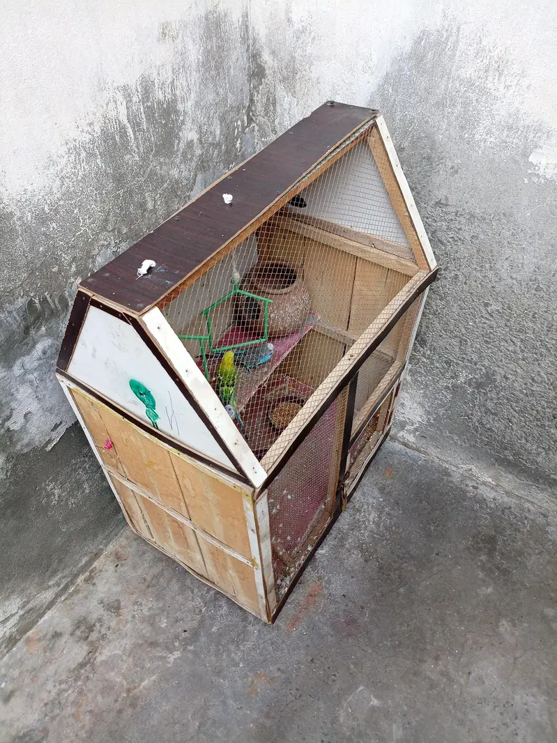 Cage wooden with 4 Australian parrot  — photo 4
