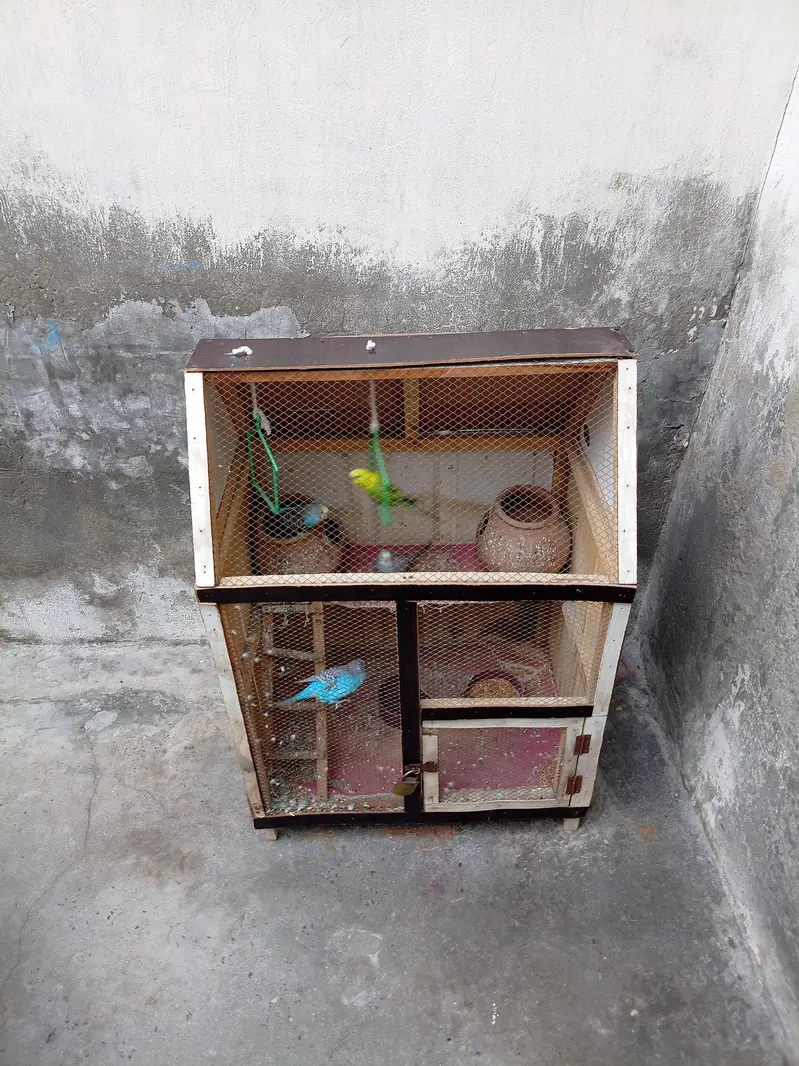 Cage wooden with 4 Australian parrot  — photo 5