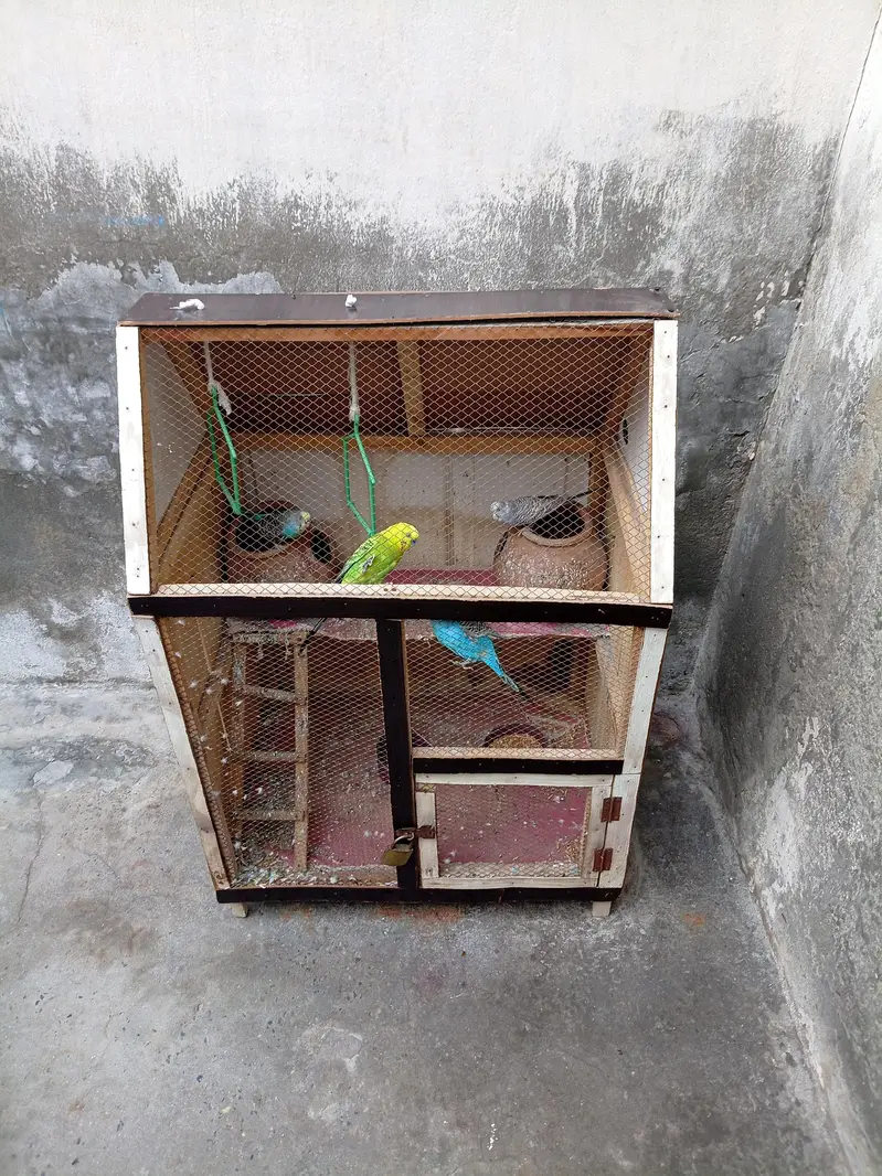 Cage wooden with 4 Australian parrot  — photo 6