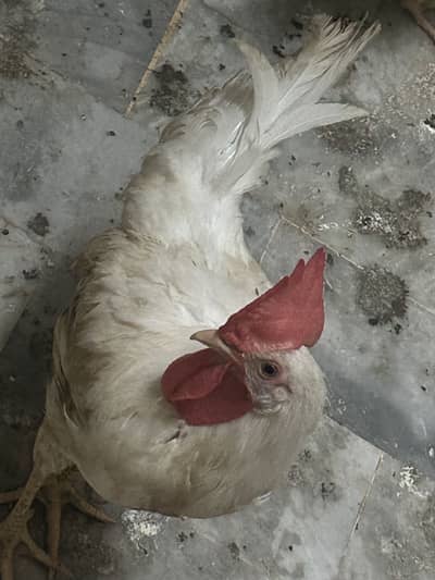 3 muragha 1 murgi urgent sale