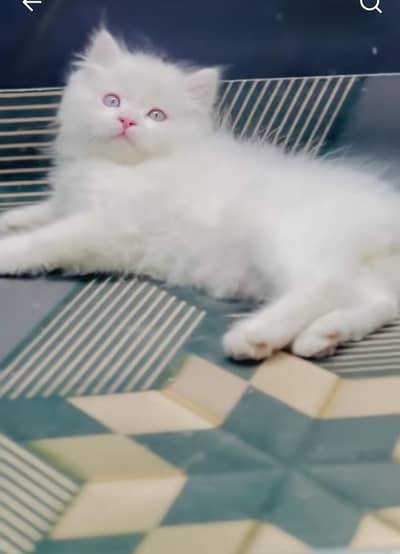 Persian kitten triple Qout. for. . sale my WhatsApp03493731440