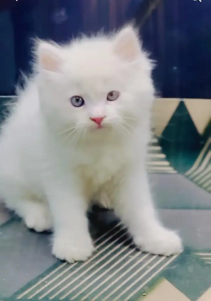 Persian kitten triple Qout. for. . sale my WhatsApp03493731440 — photo 3