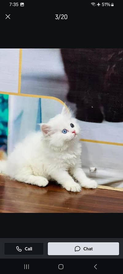 Persian kitten triple Qout. for. . sale my WhatsApp03493731440