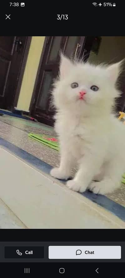 Persian kitten triple Qout. for. . sale my WhatsApp03493731440