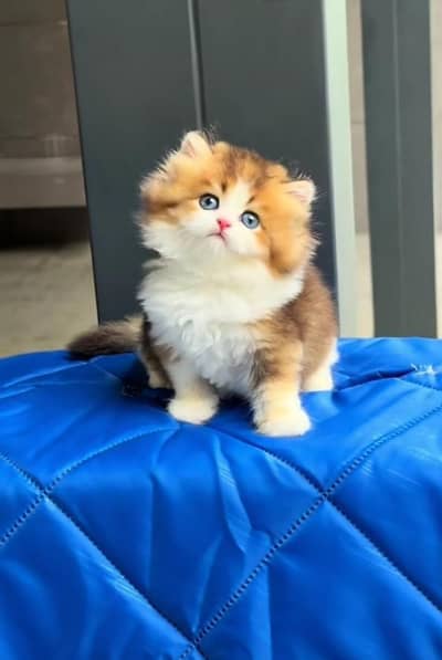 Persian kitten triple Qout. for. . sale my WhatsApp03493731440