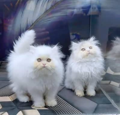 Persian kitten triple Qout. for. . sale my WhatsApp03493731440
