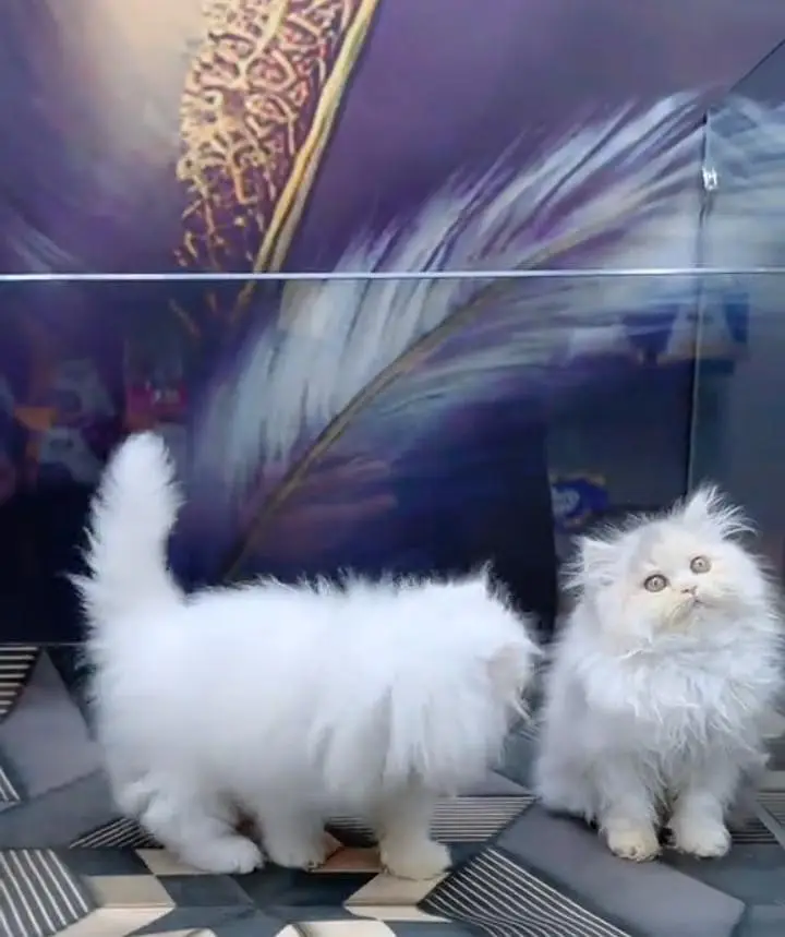 Persian kitten triple Qout. for. . sale my WhatsApp03493731440 — photo 2