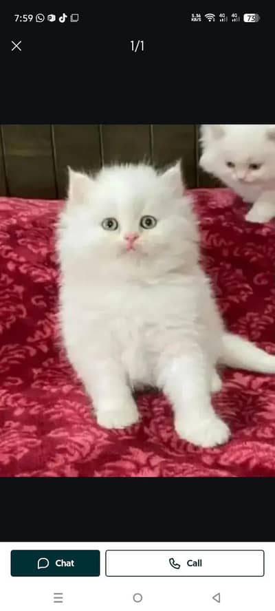 Persian kitten triple Qout. for. . sale my WhatsApp03493731440