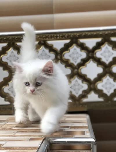 Persian kitten triple Qout. for. . sale my WhatsApp03493731440