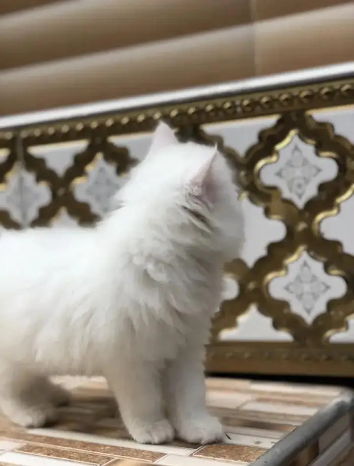 Persian kitten triple Qout. for. . sale my WhatsApp03493731440 — photo 2