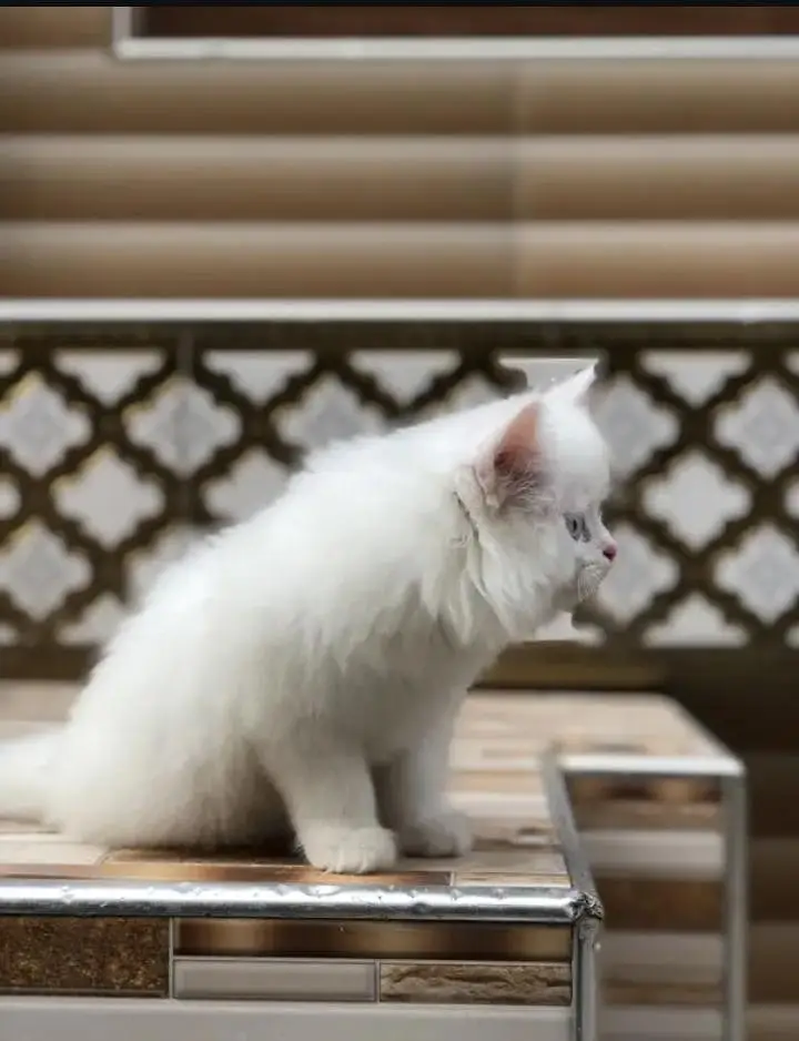 Persian kitten triple Qout. for. . sale my WhatsApp03493731440 — photo 3