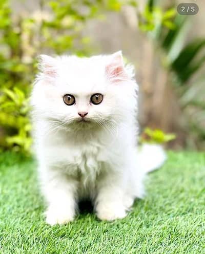 Persian kitten triple Qout. for. . sale my WhatsApp03493731440