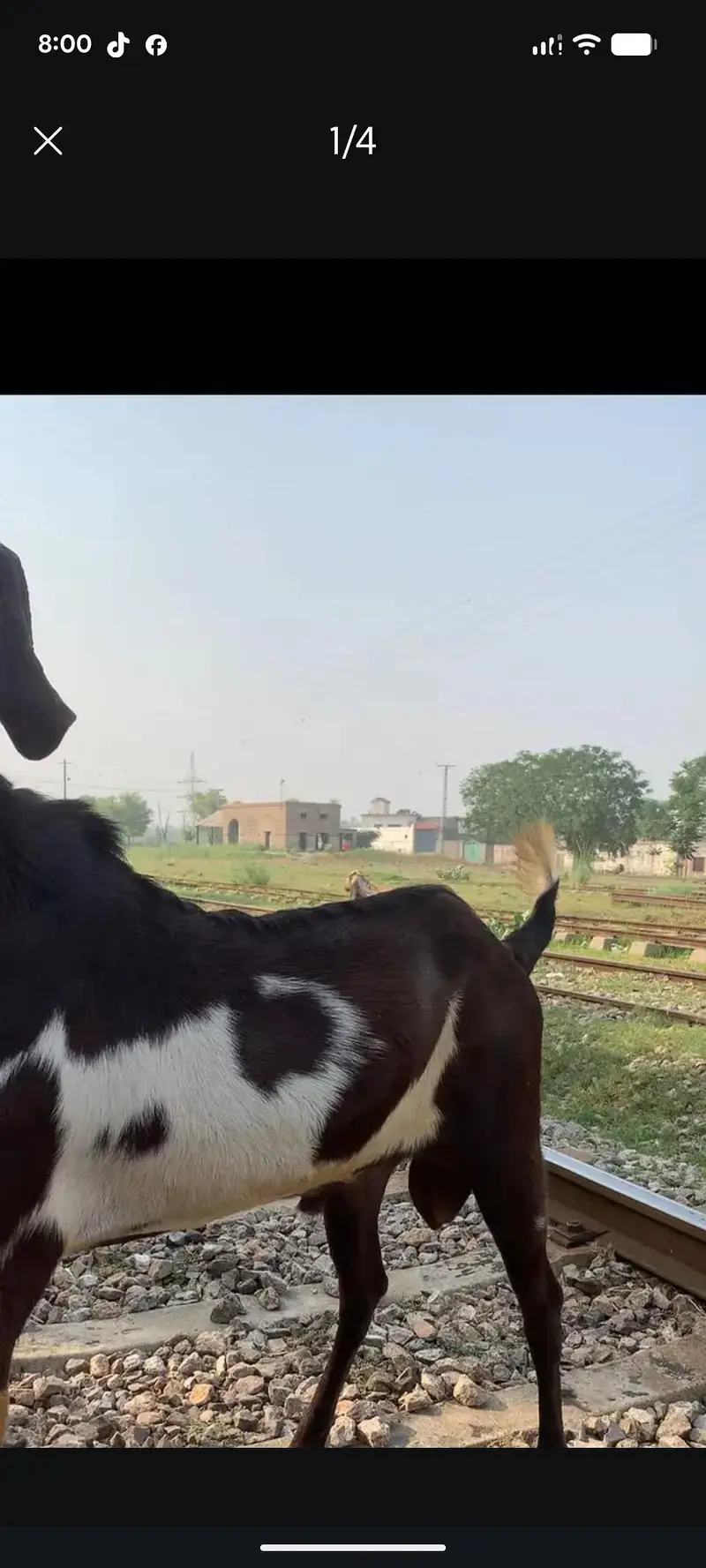 bakri cross available — photo 2