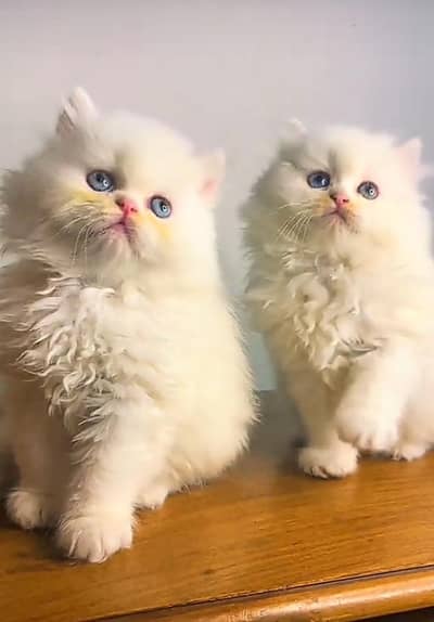 Persian kitten triple Qout. for. . sale my WhatsApp03493731440