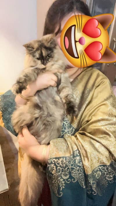 Persian male and Female for sale. .