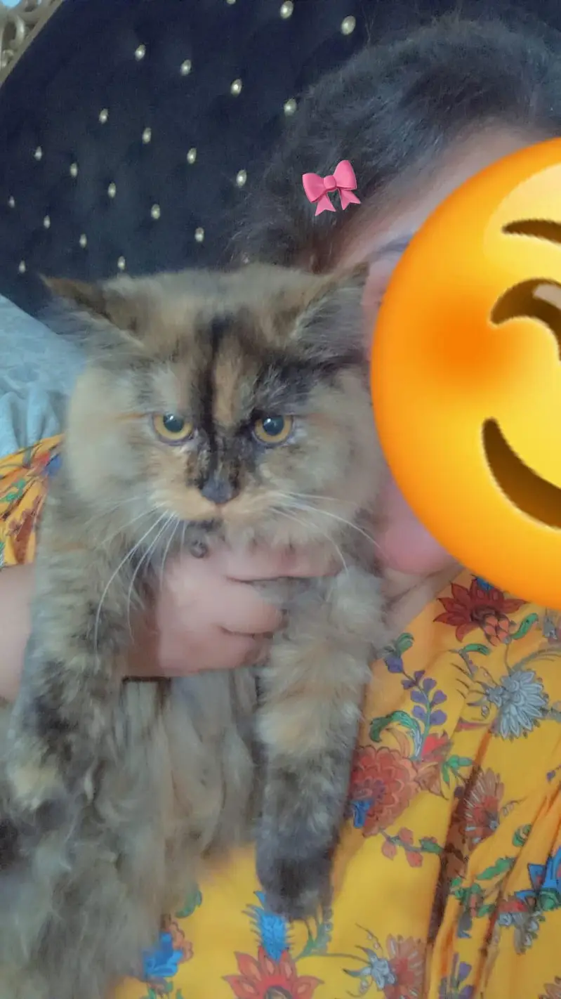 Persian male and Female for sale. . — photo 2