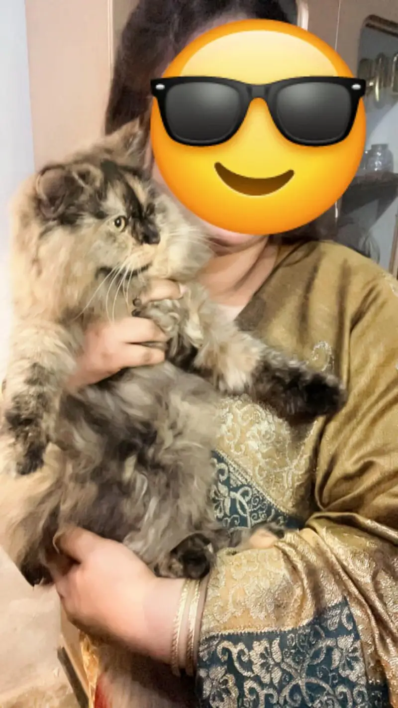 Persian male and Female for sale. . — photo 3