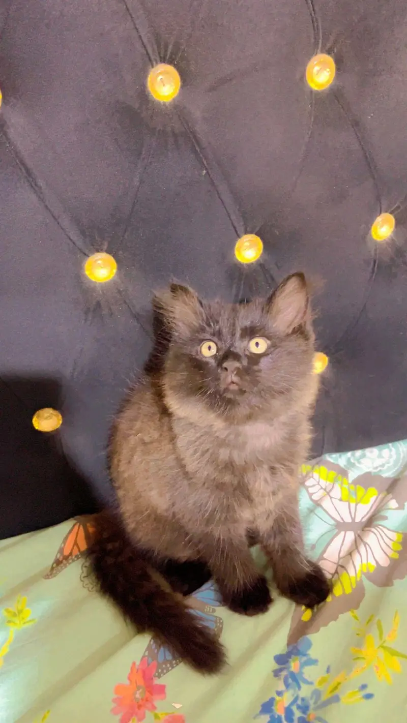 Persian male and Female for sale. . — photo 4