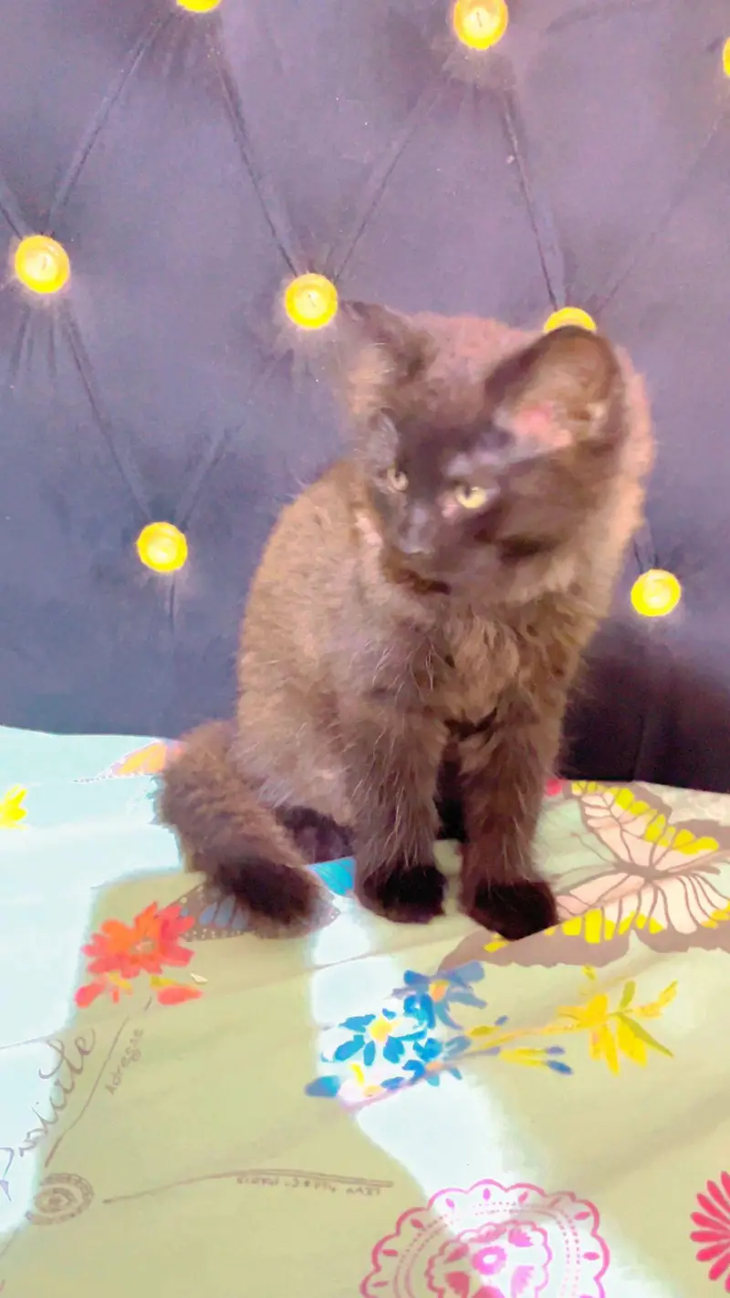 Persian male and Female for sale. . — photo 6