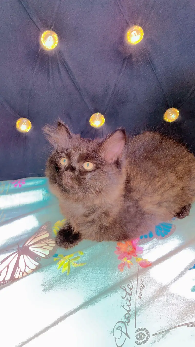 Persian male and Female for sale. . — photo 8