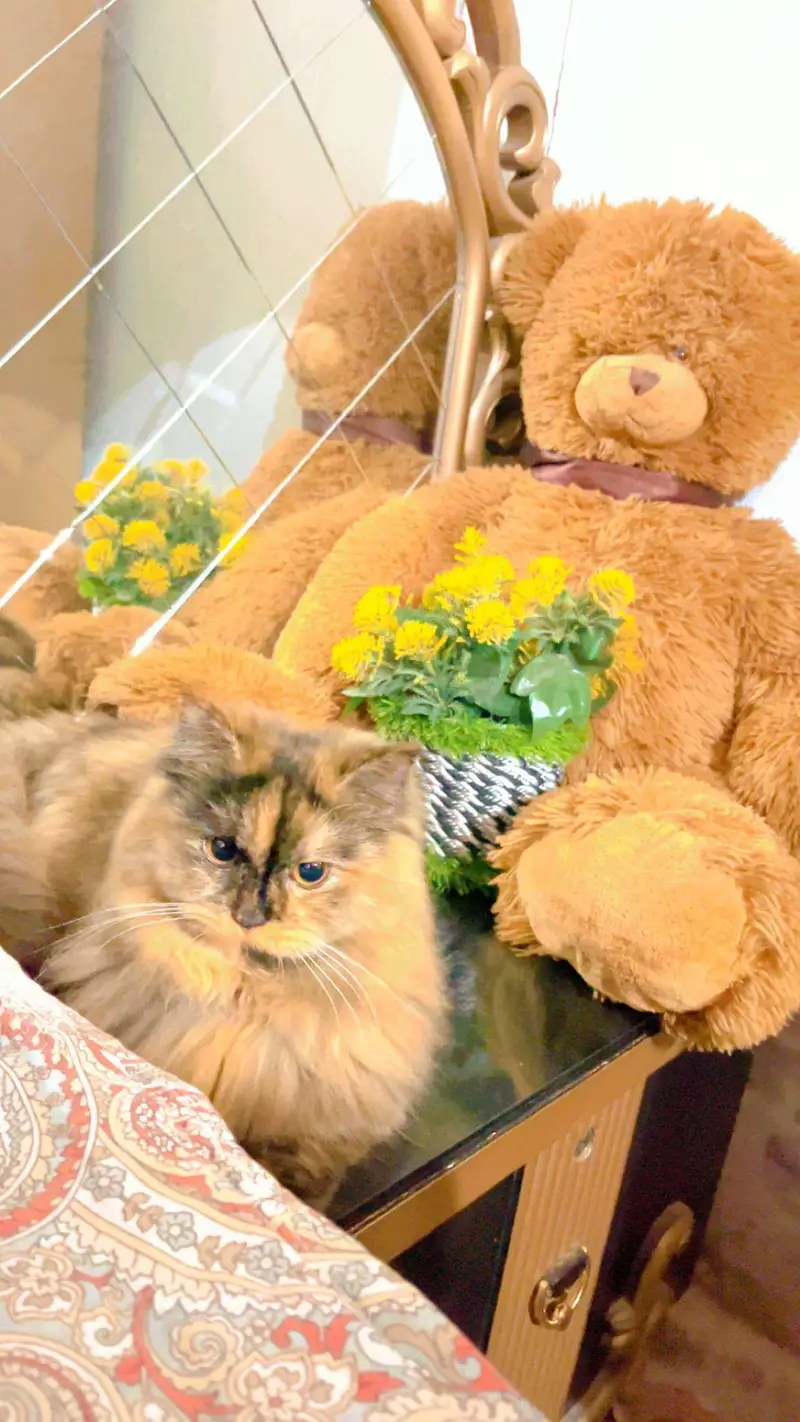 Persian male and Female for sale. . — photo 9