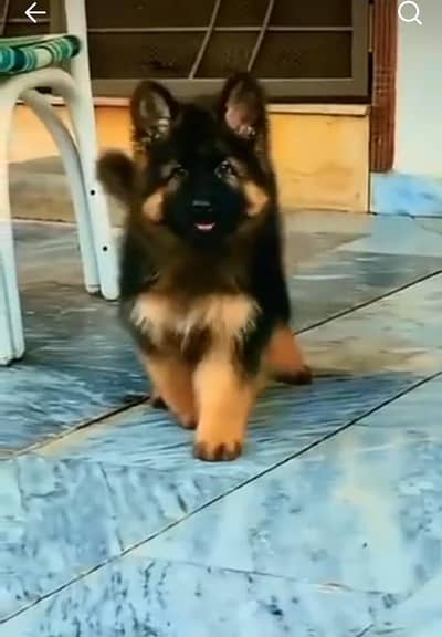 German Shepherd puppies long cot for sale my WhatsApp. 03493731440