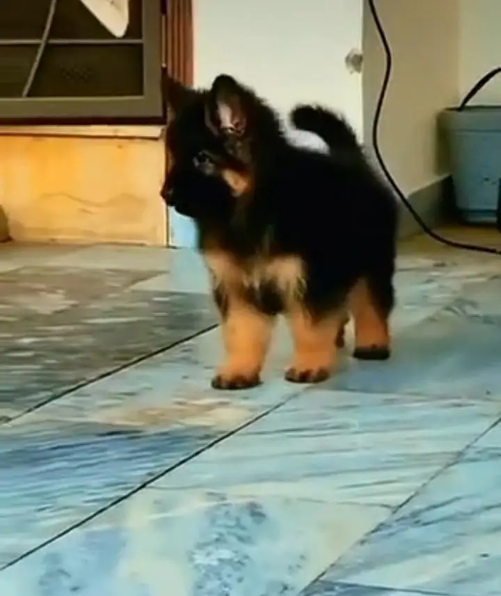 German Shepherd puppies long cot for sale my WhatsApp. 03493731440 — photo 2