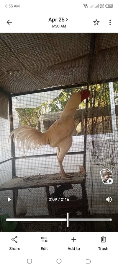 Turkish hint white shamo parrot beak iceblue dragon