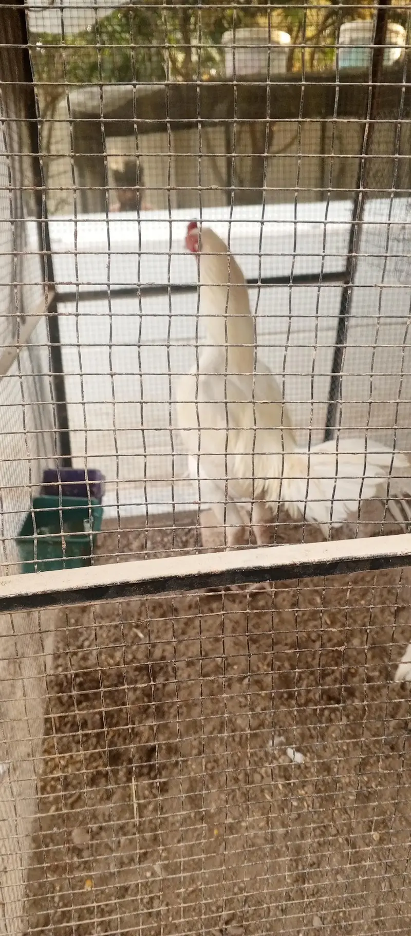 Turkish hint white shamo parrot beak iceblue dragon — photo 11