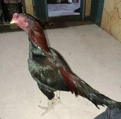 Aseel chicks available