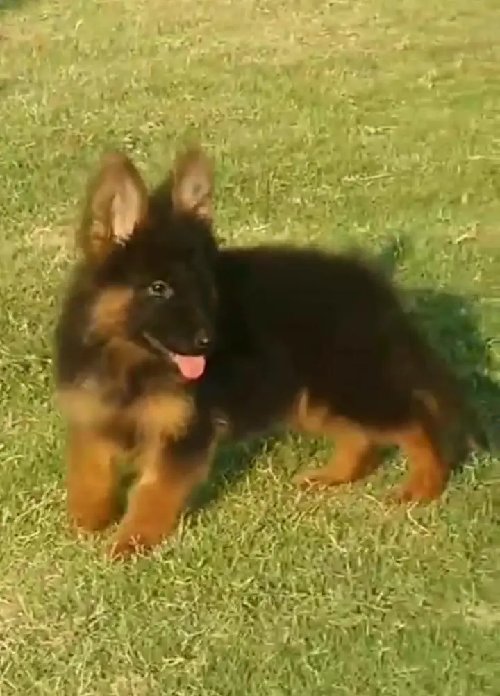 German Shepherd puppies long cot for sale my WhatsApp. 03493731440 — photo 2