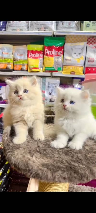 Quality Persian Punch Face cat &kittens 03476305771 WhatsApp