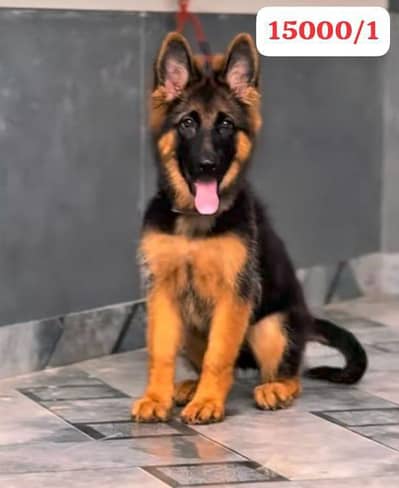 German Shepherd puppies long cot for sale my WhatsApp. 03493731440