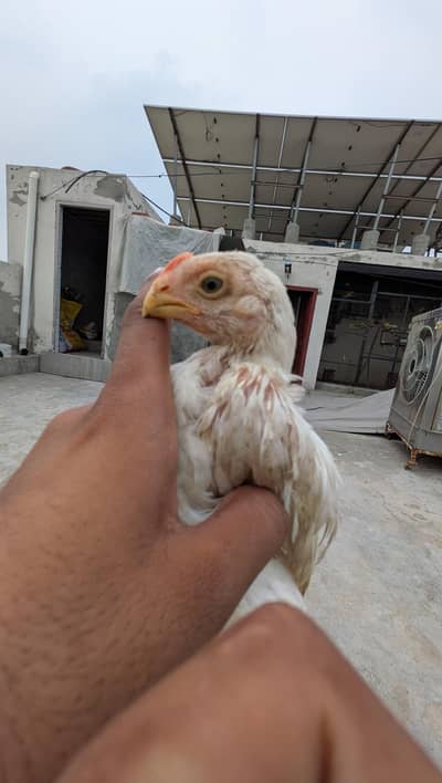Indeon parrot beak long tail aseel