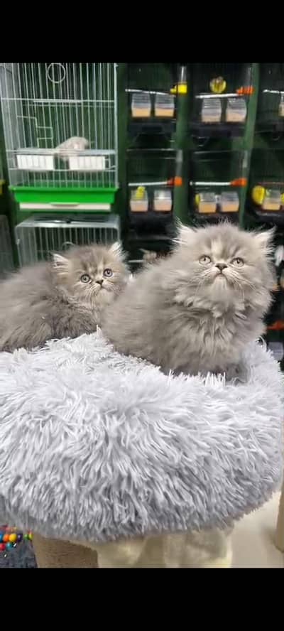 Quality Persian Punch Face cat &kittens 03476305771 WhatsApp