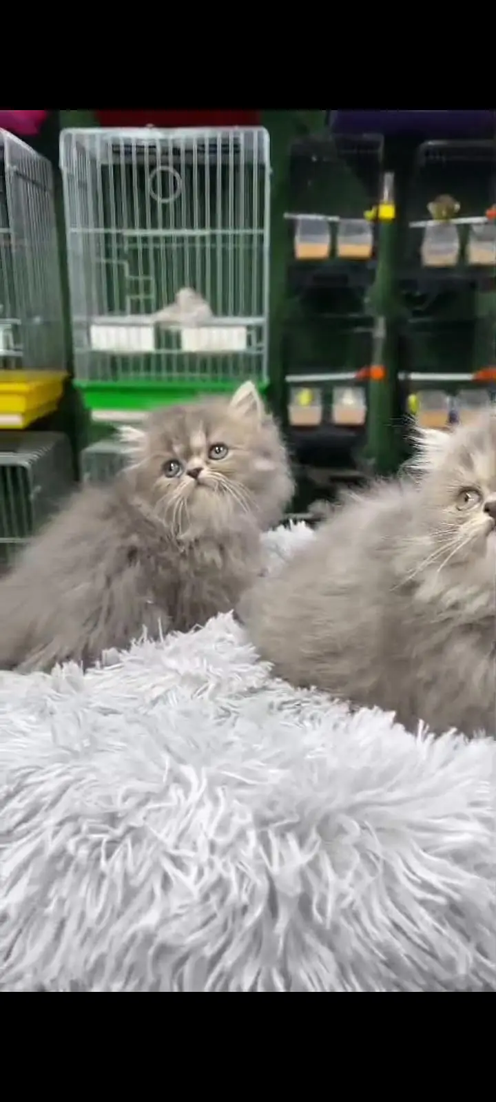 Quality Persian Punch Face cat &kittens 03476305771 WhatsApp — photo 2