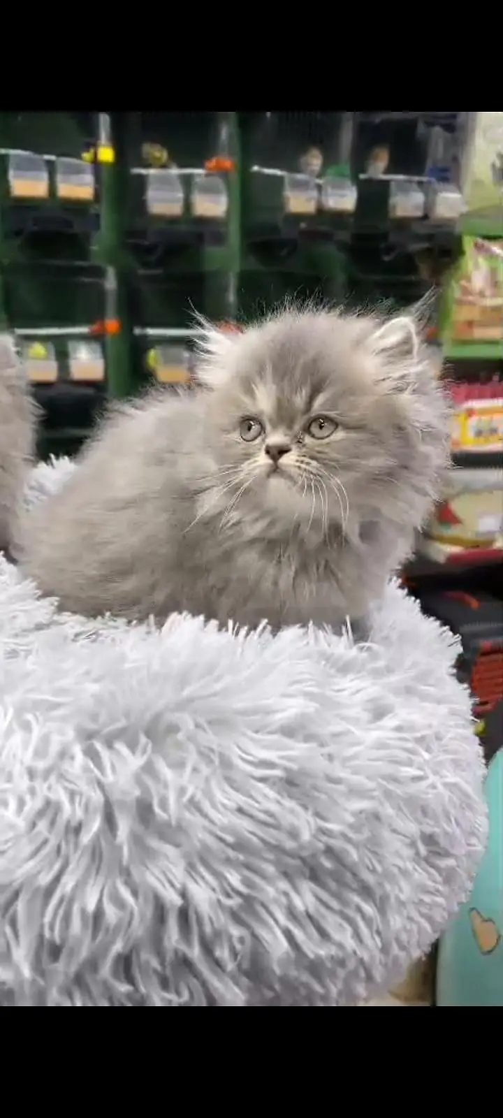 Quality Persian Punch Face cat &kittens 03476305771 WhatsApp — photo 3