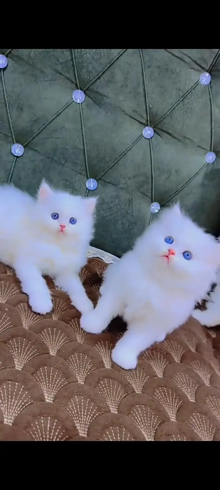 Quality Persian Punch Face cat &kittens 03476305771 WhatsApp — photo 2