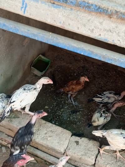 aseel chicks for sale
