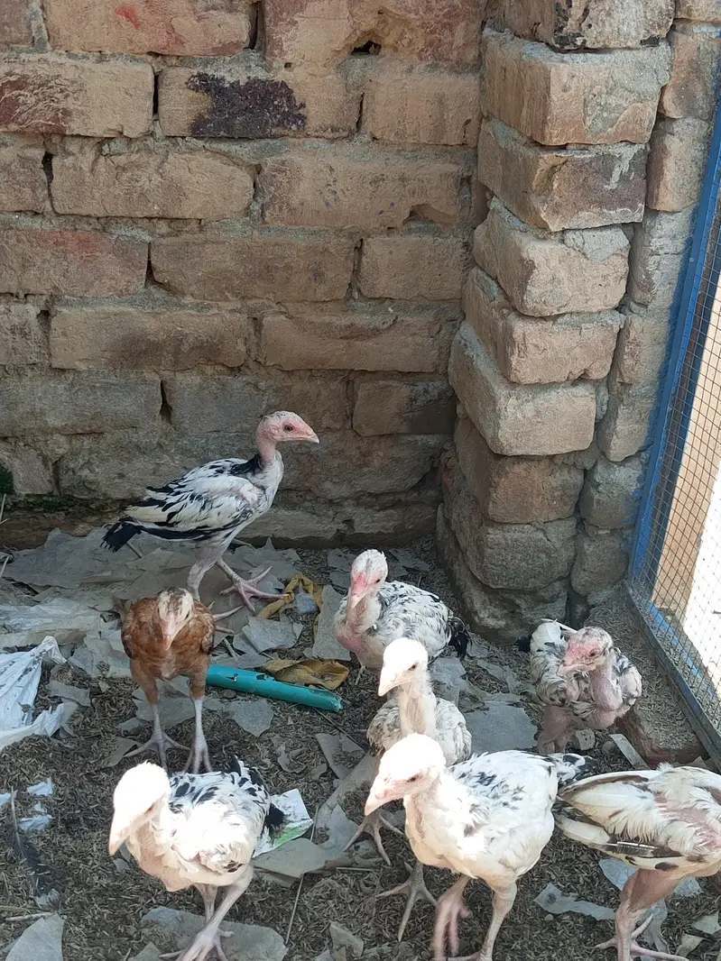 aseel chicks for sale — photo 2