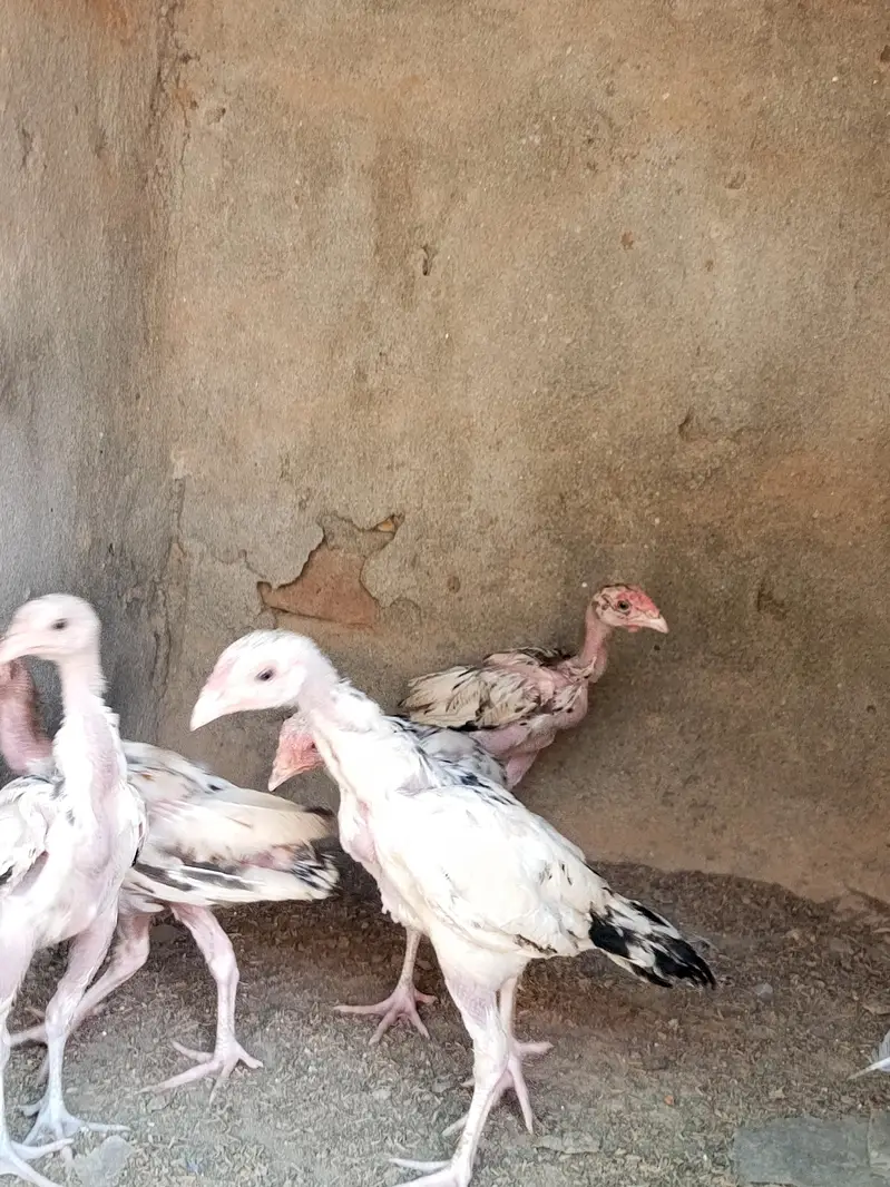 aseel chicks for sale — photo 3