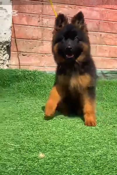German Shepherd puppies long cot for sale my WhatsApp. 03493731440
