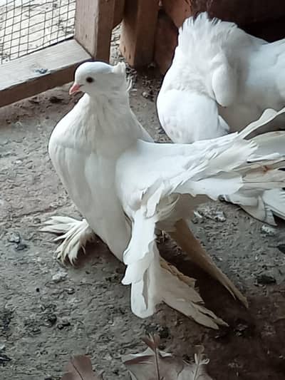 Eid offer American breeder pairs 4sale read add