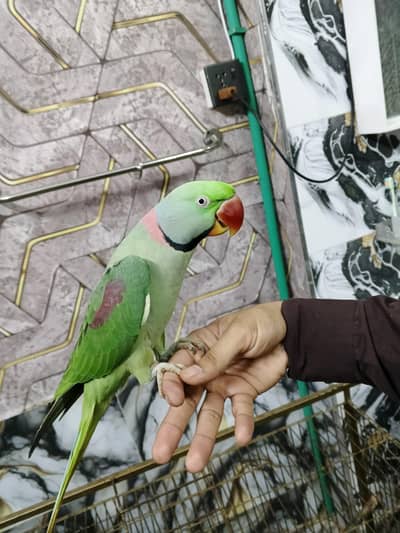 Male hand tame and talking parrot and female jungli