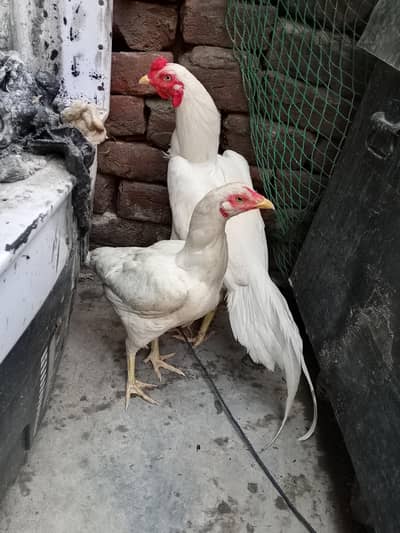 white Hira