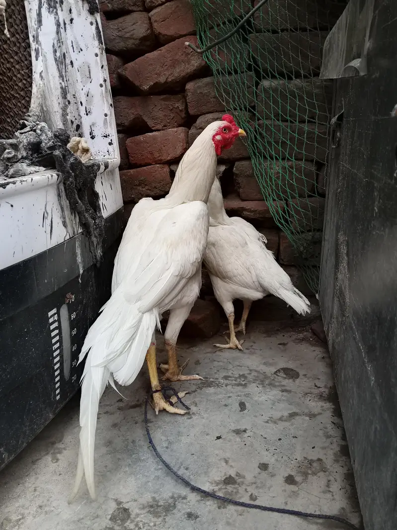 white Hira — photo 3