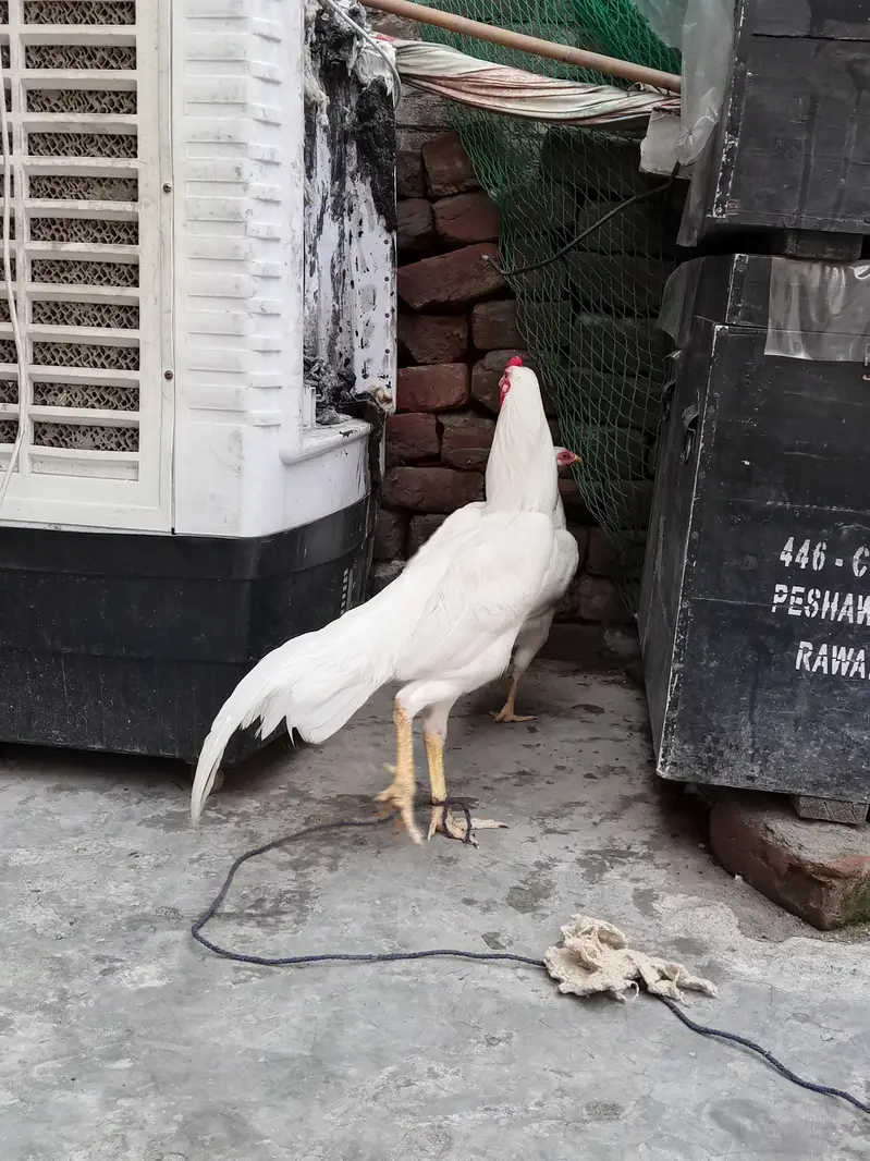 white Hira — photo 5