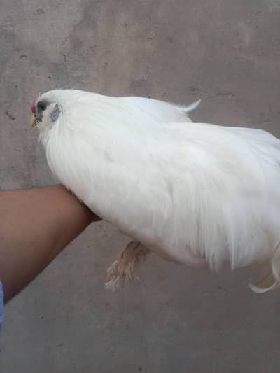 white silkie