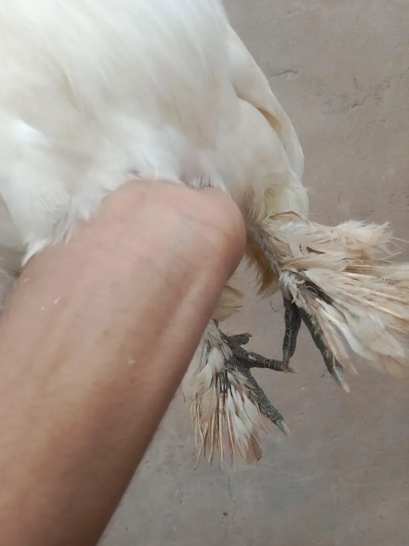 white silkie — photo 2